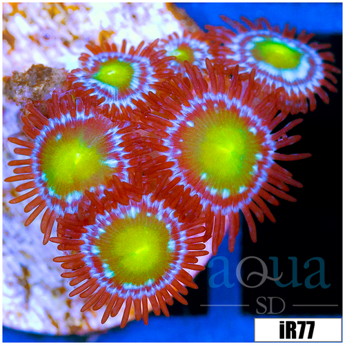 Dragon Eyes Zoanthids