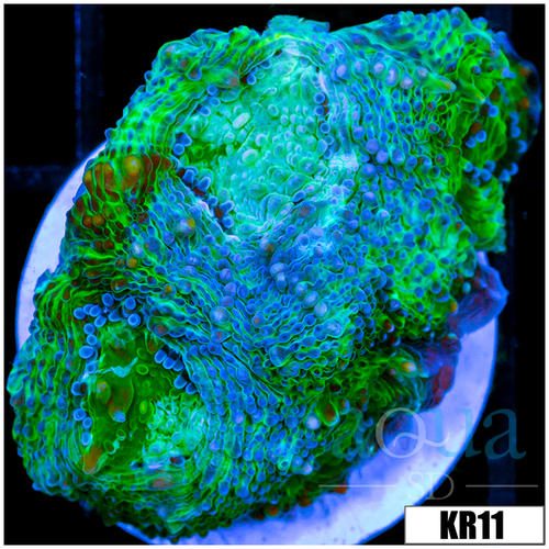 ASD Peacock Acan Enchinata
