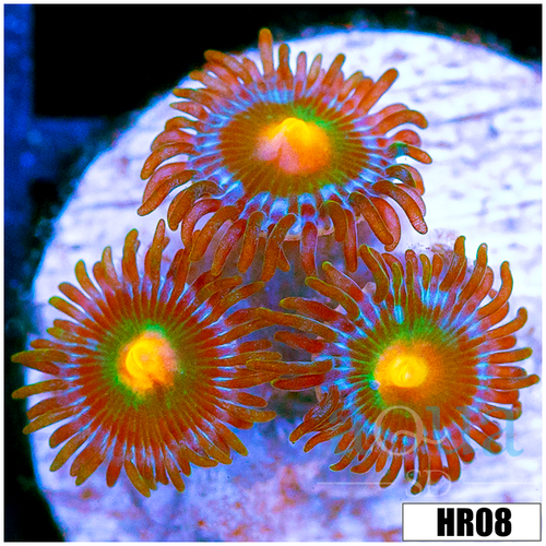 ASD Gator Eyes Zoas