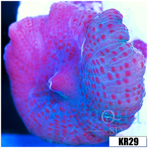 Spotted Discosoma Mushroom