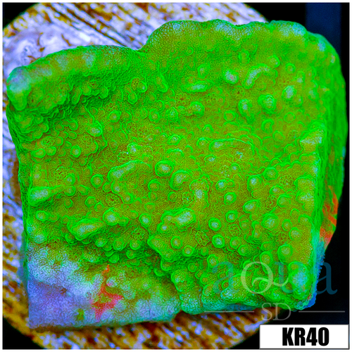 Nuclear Montipora