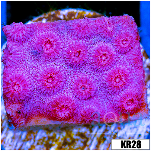 Grape Cyphastrea