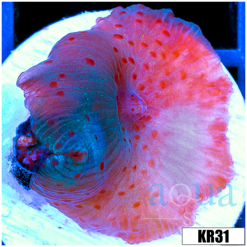 Spotted Discosoma Mushroom