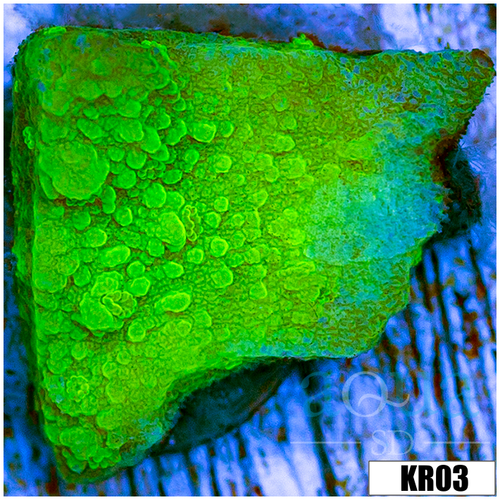 Nuclear Montipora