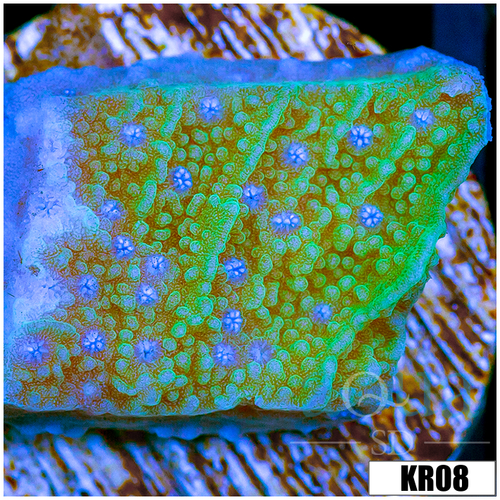 Blueberry Fields Montipora