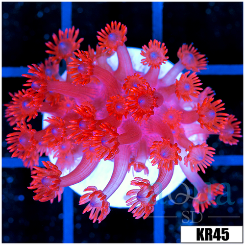 ASD Red Goniopora