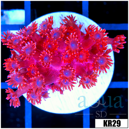 ASD Red Goniopora