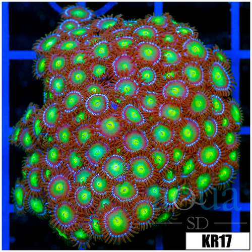Dragon Eyes Zoanthids Colony
