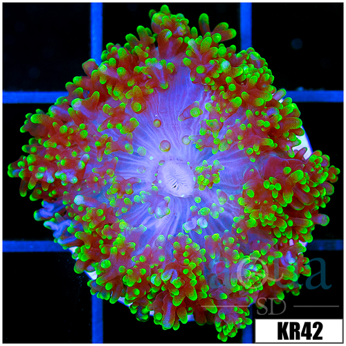 Nuclear Fuzzy Mushroom
