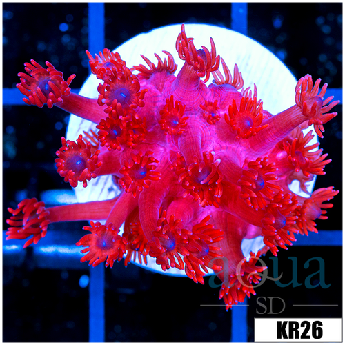 ASD Red Goniopora