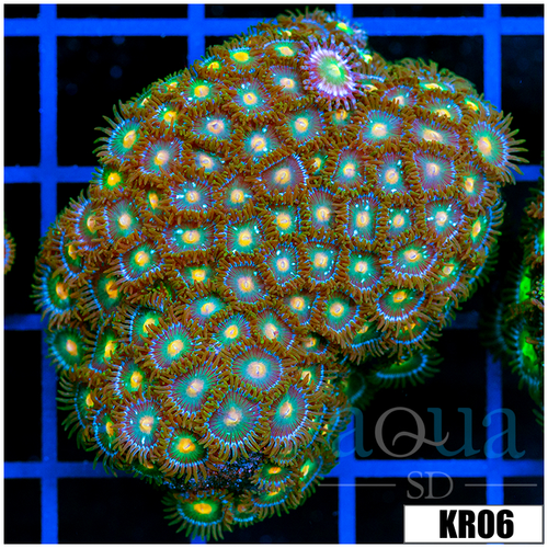 Gator Eyes Zoanthids Colony
