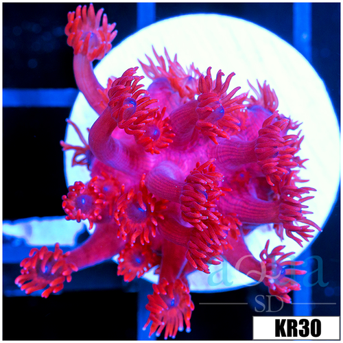 ASD Red Goniopora