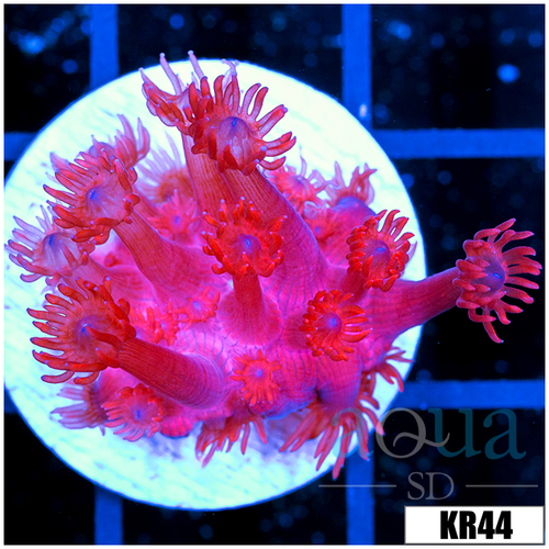ASD Red Goniopora