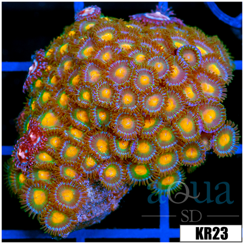 Gator Eyes Zoanthids Colony