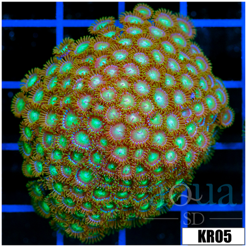 Dragon Eyes Zoanthids Colony