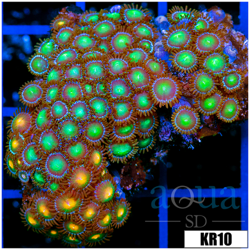 Combo Zoanthids Colony