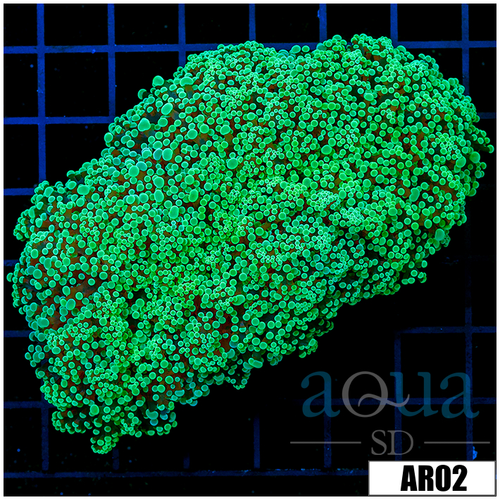 Neon Wall Frogspawn