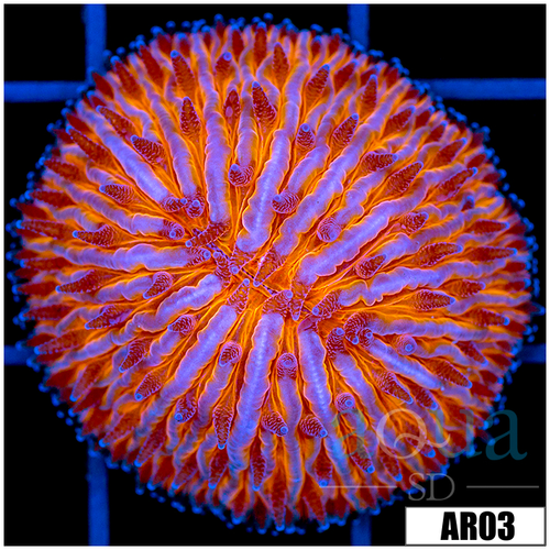 Orange Helmet Plate Coral