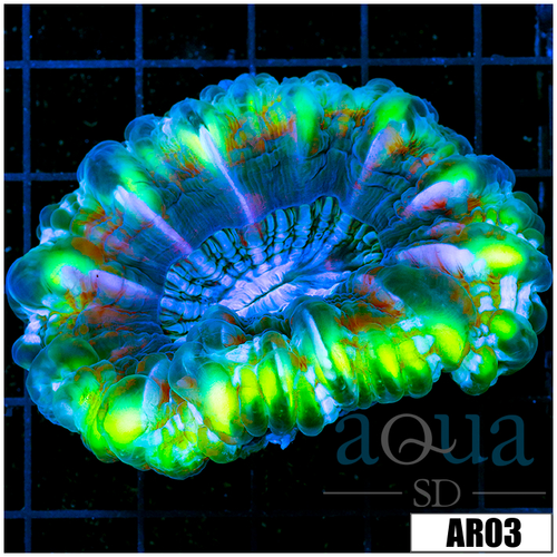 ASD Neon Cynarina