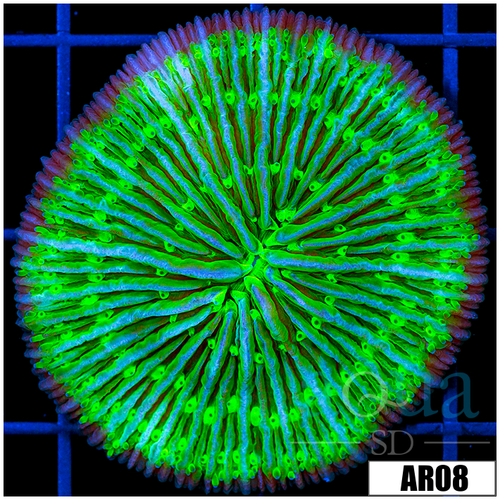Neon Plate Coral