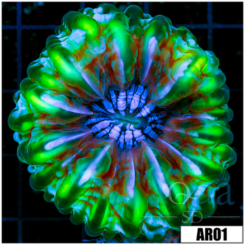 ASD Neon Cynarina