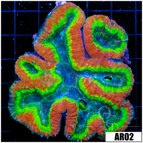Bubble Gum Rim Lobophyllia