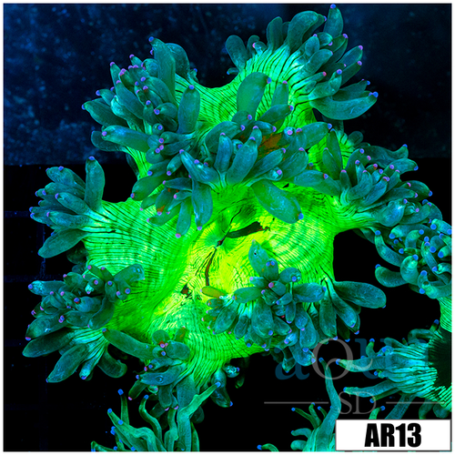 Aussie Nuclear Elegance Coral