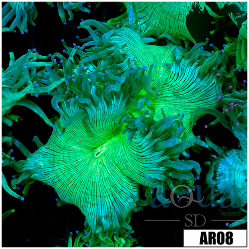 Aussie Nuclear Elegance Coral