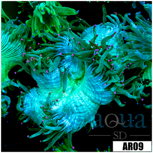 Aussie Nuclear Elegance Coral