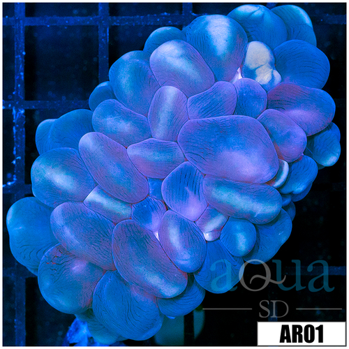Aussie Bubble Coral