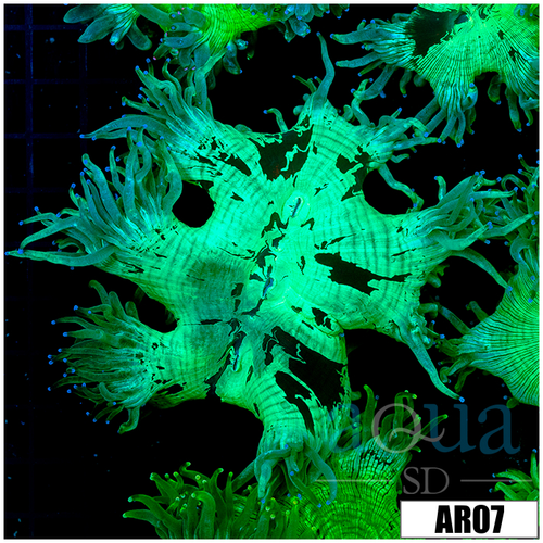 Aussie Nuclear Elegance Coral