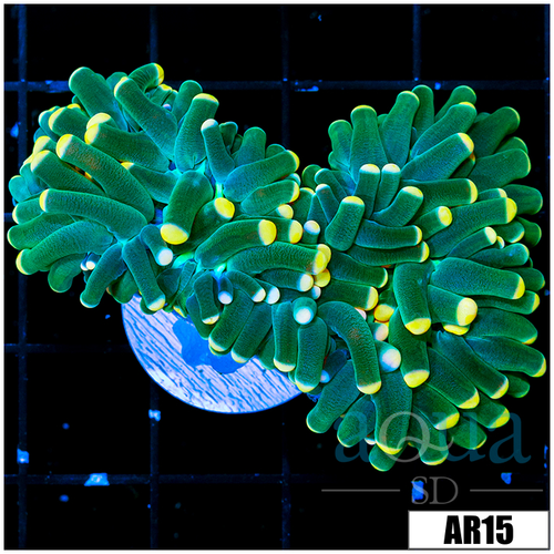 Aussie Fathead Yellow Tips Torch