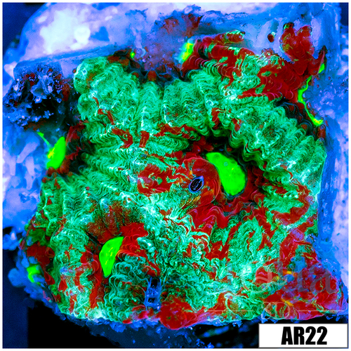 Grafted War Coral Favia