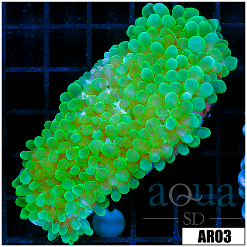 Aussie Nuclear Bubble Coral