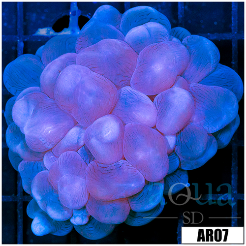 Aussie Bubble Coral