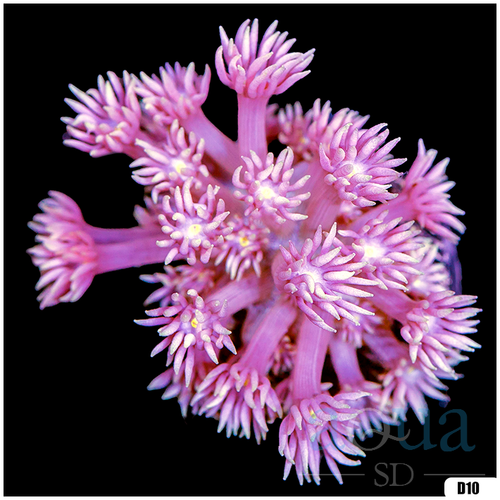 ASD Barbie Goniopora