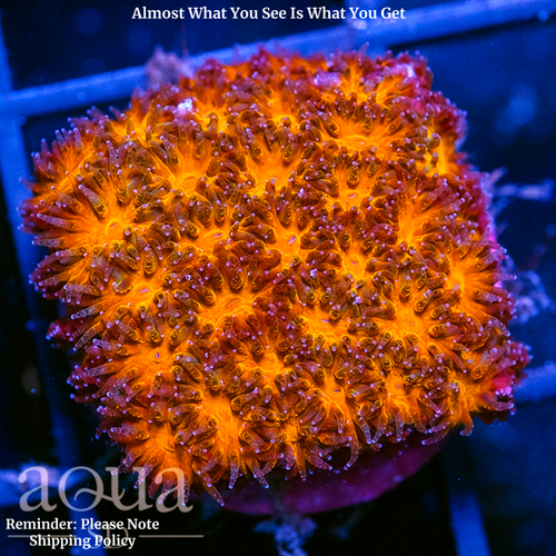 Orenji Eye Leptastrea