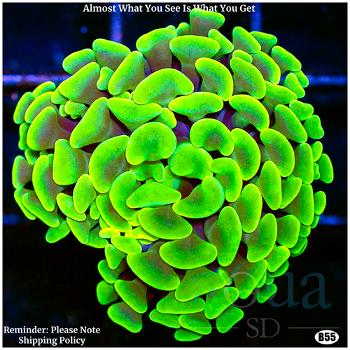 Aussie Neon Branching Hammer