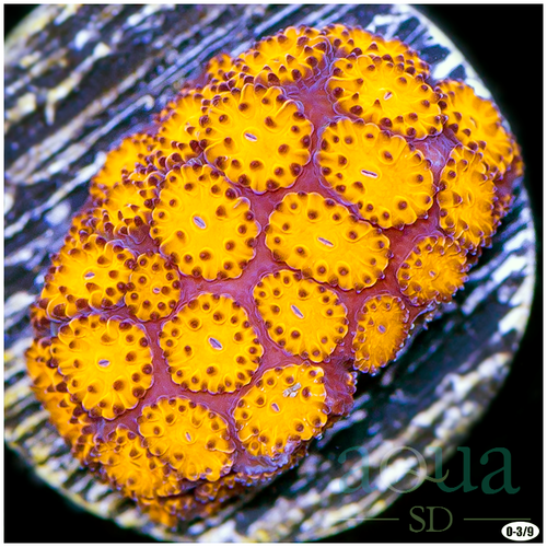 Orenji Eye Leptastrea