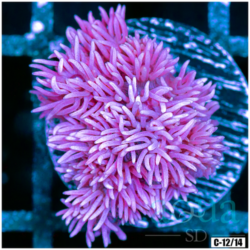 ASD Barbie Goniopora
