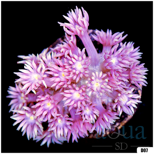 ASD Barbie Goniopora