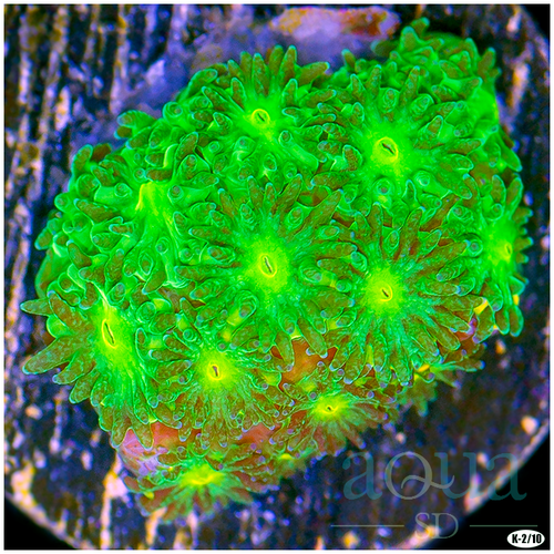 Nuclear Leptastrea