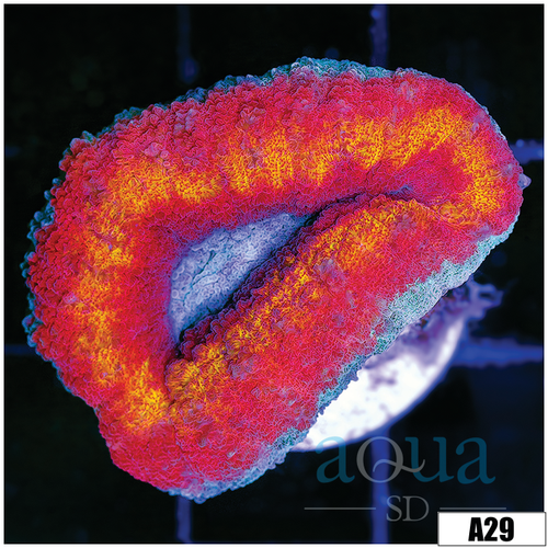 ASD Ice Melt Lobophyllia