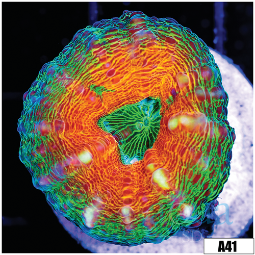 Ultra Pumpkin Lobophyllia