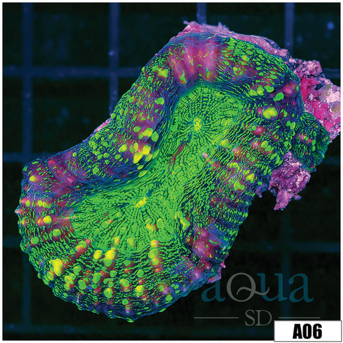 Spotted Goblin Lobophyllia