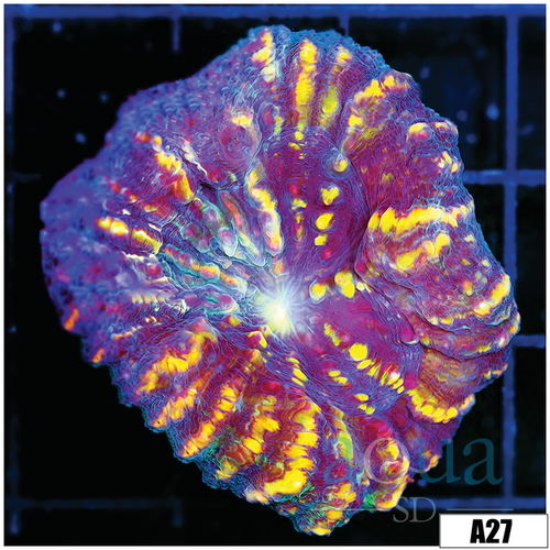 Tiger Striped Lobophyllia