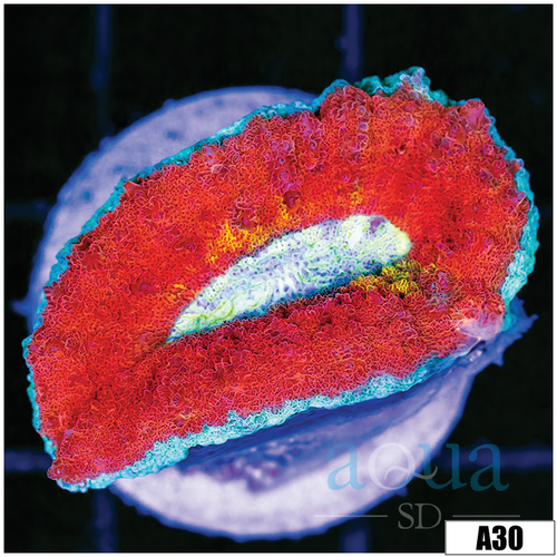 ASD Ice Melt Lobophyllia