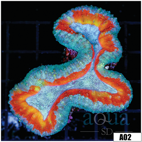 ASD Ice Melt Lobophyllia