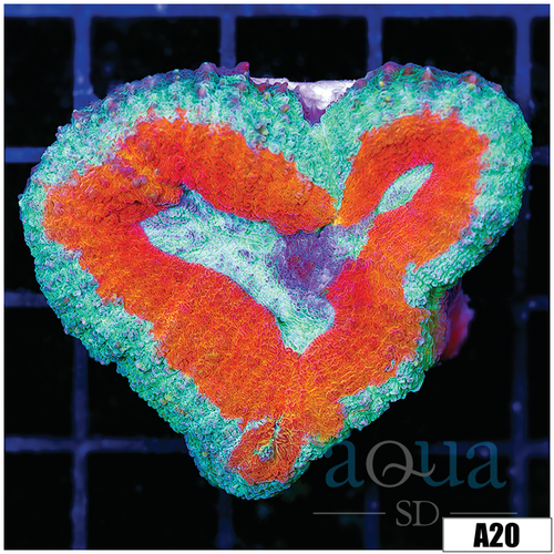 Fire And Ice Lobophyllia