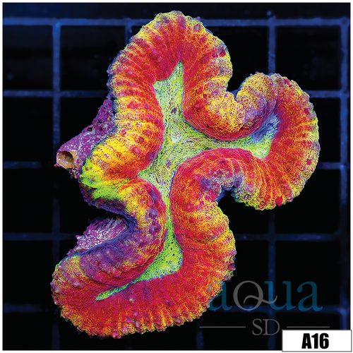 ASD Flaming Rainbow Lobophyllia